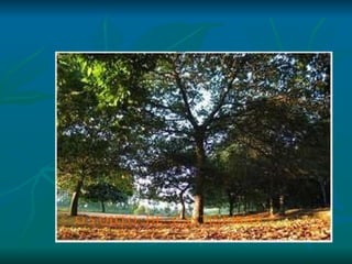 O SOUTO DE CASTIÑEIRAS