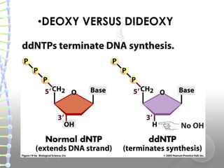 •DEOXY VERSUS DIDEOXY
 
