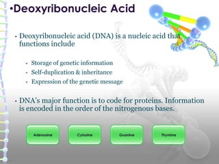 • Deoxyribonucleic acid (DNA) is a nucleic acid that
functions include
• Storage of genetic information
• Self-duplication & inheritance
• Expression of the genetic message
• DNA’s major function is to code for proteins. Information
is encoded in the order of the nitrogenous bases.
•Deoxyribonucleic Acid
ThymineGuanineCytosineAdenosine
 