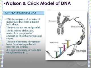 KEY FEATURES OF A DNA
• DNA is composed of 2 chains of
nucleotides that form a double
helix shape.
• The two strands are antiparallel.
• The backbone of the DNA
molecule is composed of
alternating phosphate groups and
sugars.
• The complimentary nitrogenous
bases form hydrogen bonds
between the strands.
• A is complimentary to T and G is
complimentary to C.
•Watson & Crick Model of DNA
 