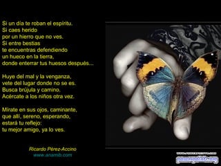 Si un día te roban el espíritu.
Si caes herido
por un hierro que no ves.
Si entre bestias
te encuentras defendiendo
un hueco en la tierra,
donde enterrar tus huesos después...
Huye del mal y la venganza,
vete del lugar donde no se es.
Busca brújula y camino.
Acércate a los niños otra vez.
Mírate en sus ojos, caminante,
que allí, sereno, esperando,
estará tu reflejo:
tu mejor amigo, ya lo ves.
Ricardo Pérez-Accino
www.anamib.com

 