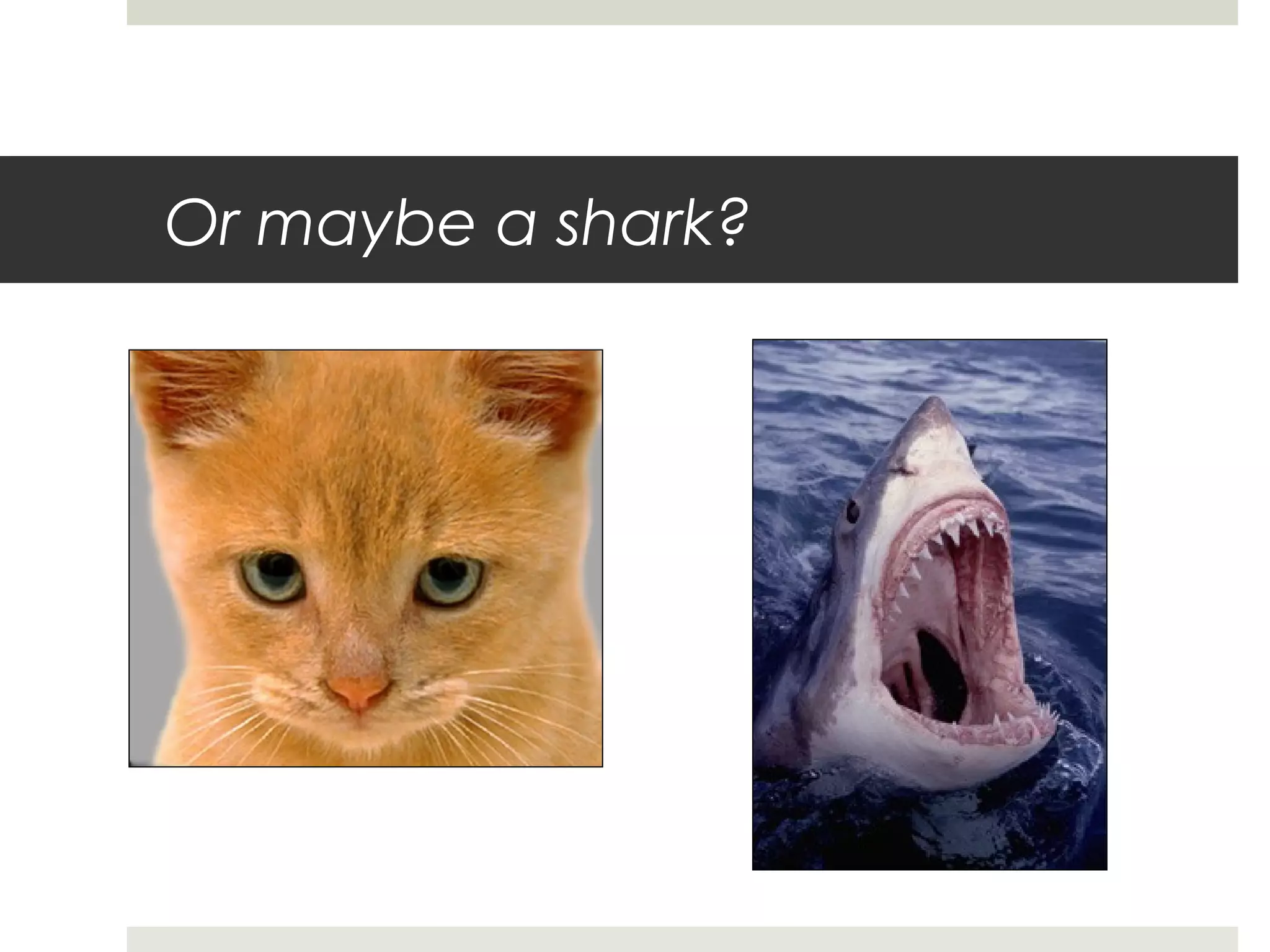 Or maybe a shark?
 