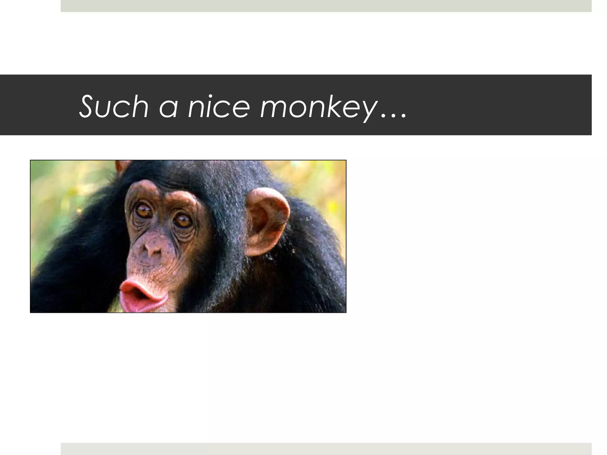 Such a nice monkey…
 