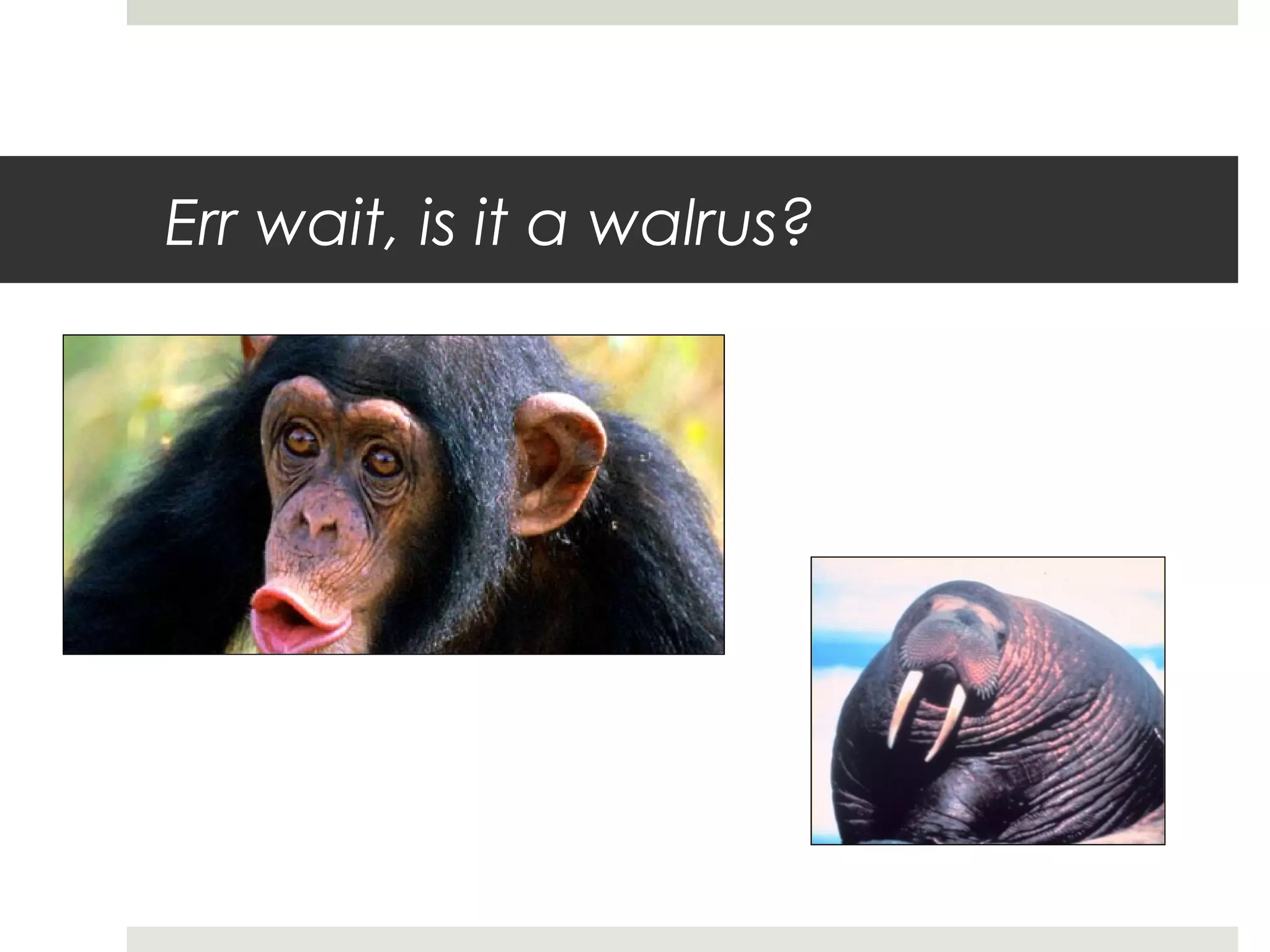 Err wait, is it a walrus?
 