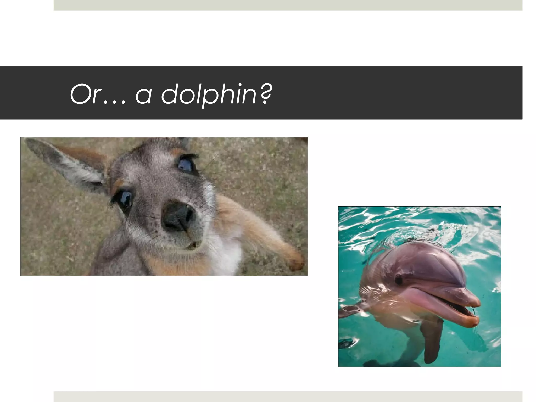 Or… a dolphin?
 