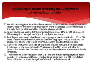  We also investigated whether the observed differences in LPS- or EO-induced
internalization and cytokine production were associated with differences in
the cytoskeletal elements that mediate phagocytosis.
 In particular, we verified if the phagocytic ability of LPS- or EO- stimulated
MDMs required integrity of the microtubular network.
 To this purpose, control cells and macrophages, pre-treated with LPS or EO,
were treated with the microtubule-destabilizing agent nocodazole and the
phagocytic ability was tested after fluorescent beads administration.
 It showed that, after damage of the microtubular network by nocodazole
treatment, while controls and LPS-stimulated MDMs were still able to
internalize beads, in EO-stimulated cells bead uptake was almost completely
inhibited.
 These results clearly suggest that LPS- and EO-induced phagocytosis occur
possibly by means of different mechanisms, since only the EO-stimulated
internalization requires integrity of the microtubule network.
Cytoskeletal elements mediating the Eucalyptus oil
stimulated internalization
 