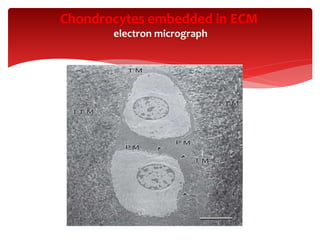Chondrocytes embedded in ECM
electron micrograph
 