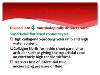 Structure of Normal Cartilage
Divided into 4 morphologically distinct zones:
Superficial: flattened chondrocytes.
High collagen-to-proteoglycan ratio and high
water content.
Collagen fibrils form thin sheet parallel to
articular surface giving the superficial zone
an extremely high tensile stiffness.
Restricts loss of interstitial fluid,
encouraging pressure of fluid.
 