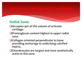 Structure of Normal Cartilage
Radial Zone:
Occupies 90% of the column of articular
cartilage.
Proteoglycan content highest in upper radial
zone.
Collagen oriented perpendicular to bone
providing anchorage to underlying calcified
matrix.
Chondrocytes are largest and most synthetically
active in this zone.
 