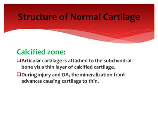 Structure of Normal Cartilage
Calcified zone:
Articular cartilage is attached to the subchondral
bone via a thin layer of calcified cartilage.
During injury and OA, the mineralization front
advances causing cartilage to thin.
 