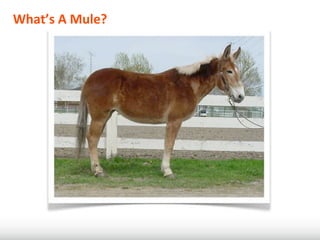 What’s	
  A	
  Mule?
 