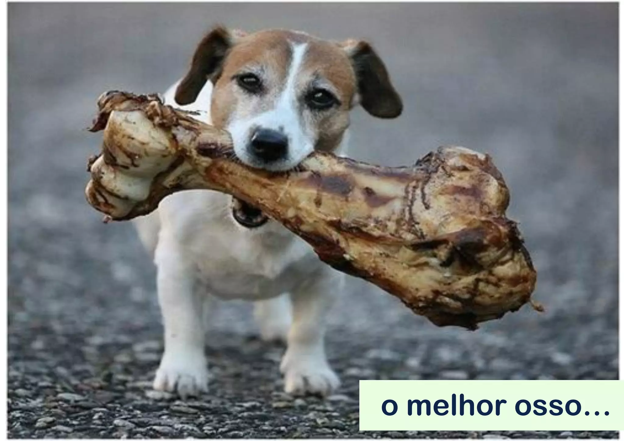 o melhor osso…
 