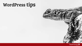 WordPress tips
 