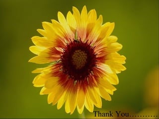 Thank You…………
 