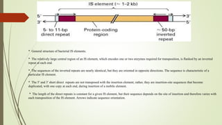 Transposition Inverted Sequences Mobile DNA elements | PDF