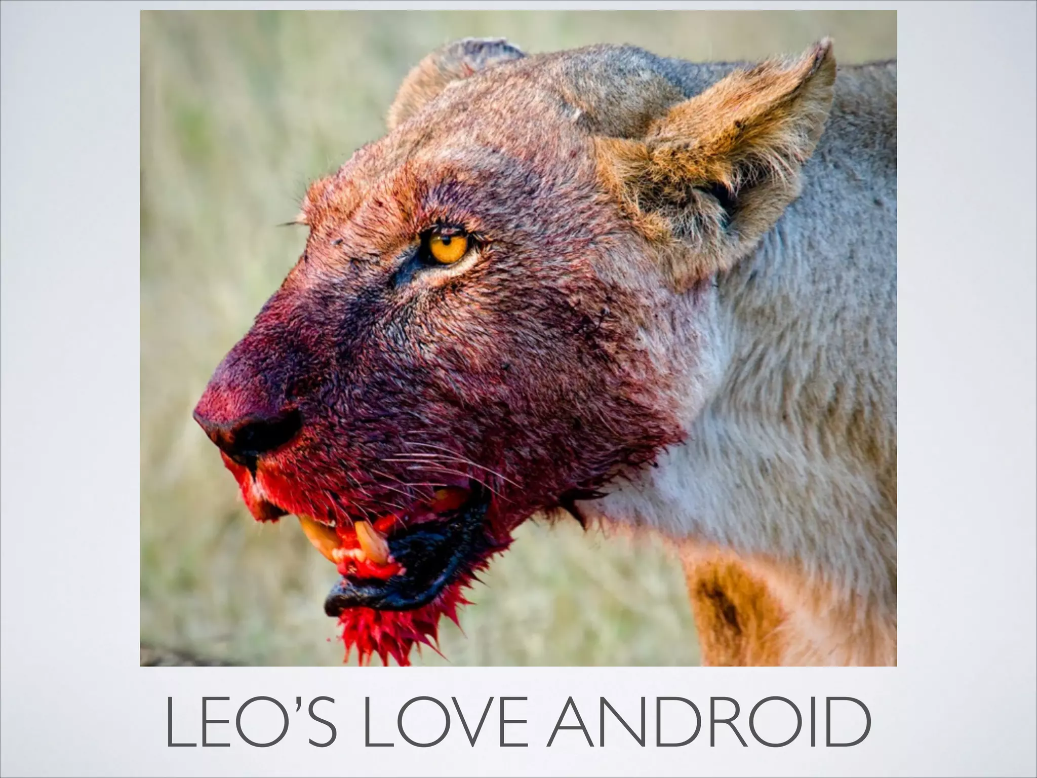 LEO’S LOVE ANDROID
 