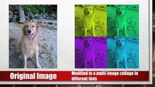Modified to a multi-image collage in
different tintsOriginal Image
 