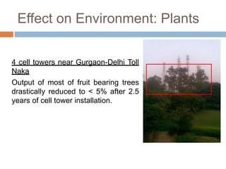 Effect on Environment: Plants
4 cell towers near Gurgaon-Delhi Toll
Naka
Output of most of fruit bearing trees
drastically reduced to < 5% after 2.5
years of cell tower installation.
 