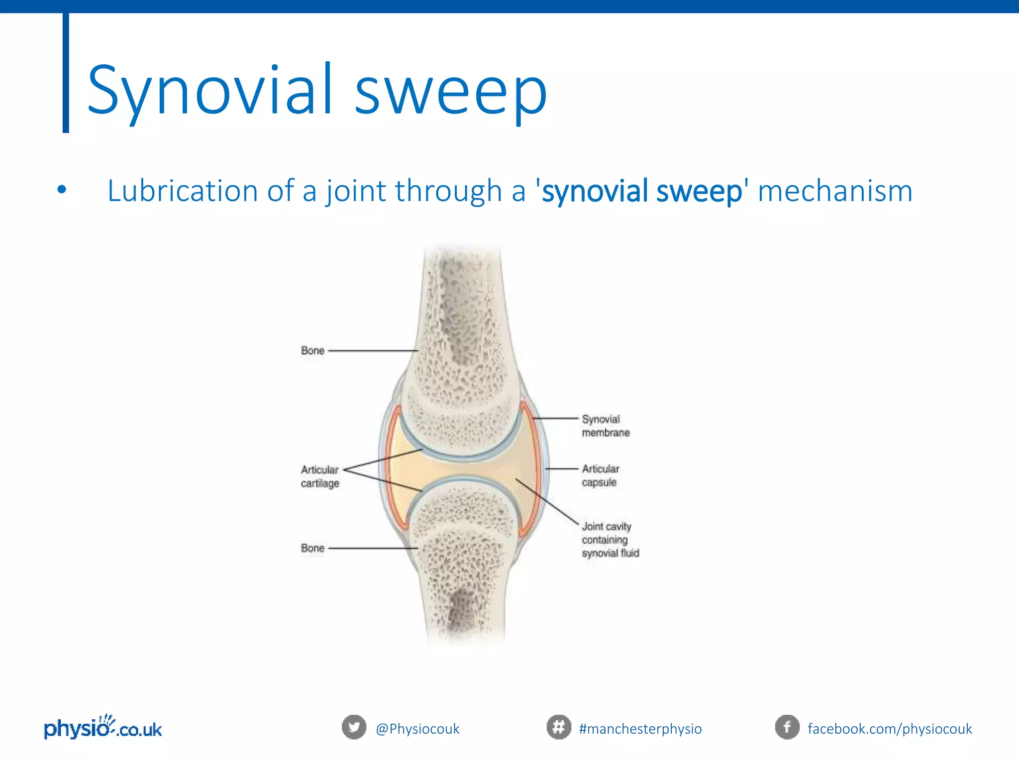 @Physiocouk #manchesterphysio facebook.com/physiocouk
Synovial sweep
• Lubrication of a joint through a 'synovial sweep' mechanism
 
