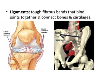 • Ligaments; tough fibrous bands that bind
  joints together & connect bones & cartilages.
 