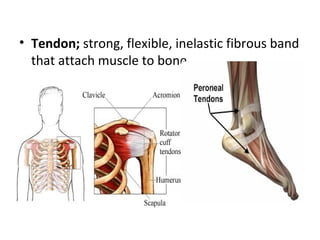 • Tendon; strong, flexible, inelastic fibrous band
  that attach muscle to bone.
 