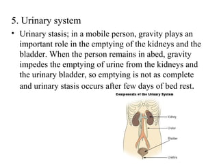5. Urinary system
• Urinary stasis; in a mobile person, gravity plays an
  important role in the emptying of the kidneys and the
  bladder. When the person remains in abed, gravity
  impedes the emptying of urine from the kidneys and
  the urinary bladder, so emptying is not as complete
  and urinary stasis occurs after few days of bed rest.
 