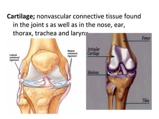 Cartilage; nonvascular connective tissue found
  in the joint s as well as in the nose, ear,
  thorax, trachea and larynx
 