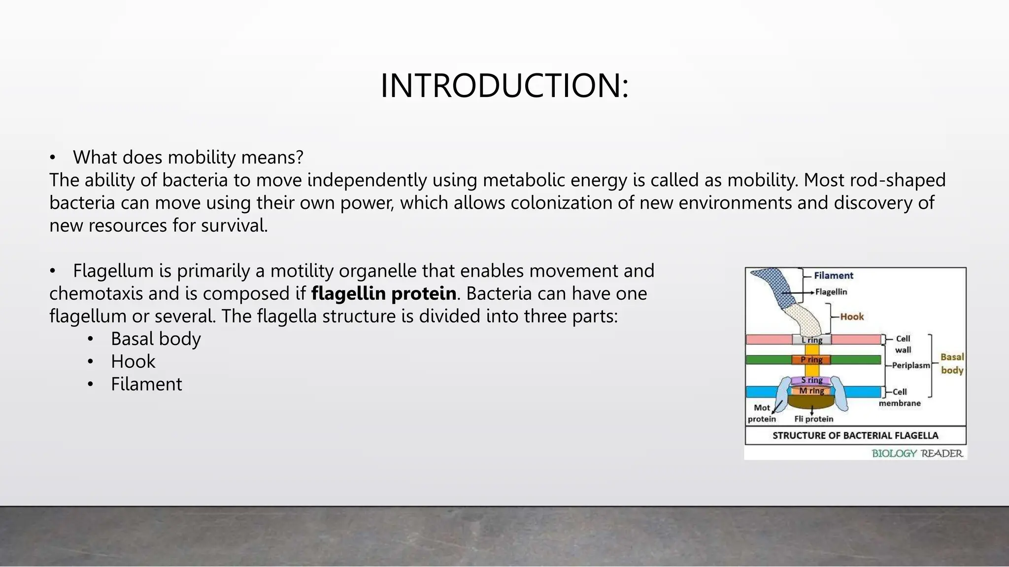 INTRODUCTION:
• What does mobility means?
The ability of bacteria to move independently using metabolic energy is called as mobility. Most rod-shaped
bacteria can move using their own power, which allows colonization of new environments and discovery of
new resources for survival.
• Flagellum is primarily a motility organelle that enables movement and
chemotaxis and is composed if flagellin protein. Bacteria can have one
flagellum or several. The flagella structure is divided into three parts:
• Basal body
• Hook
• Filament
 