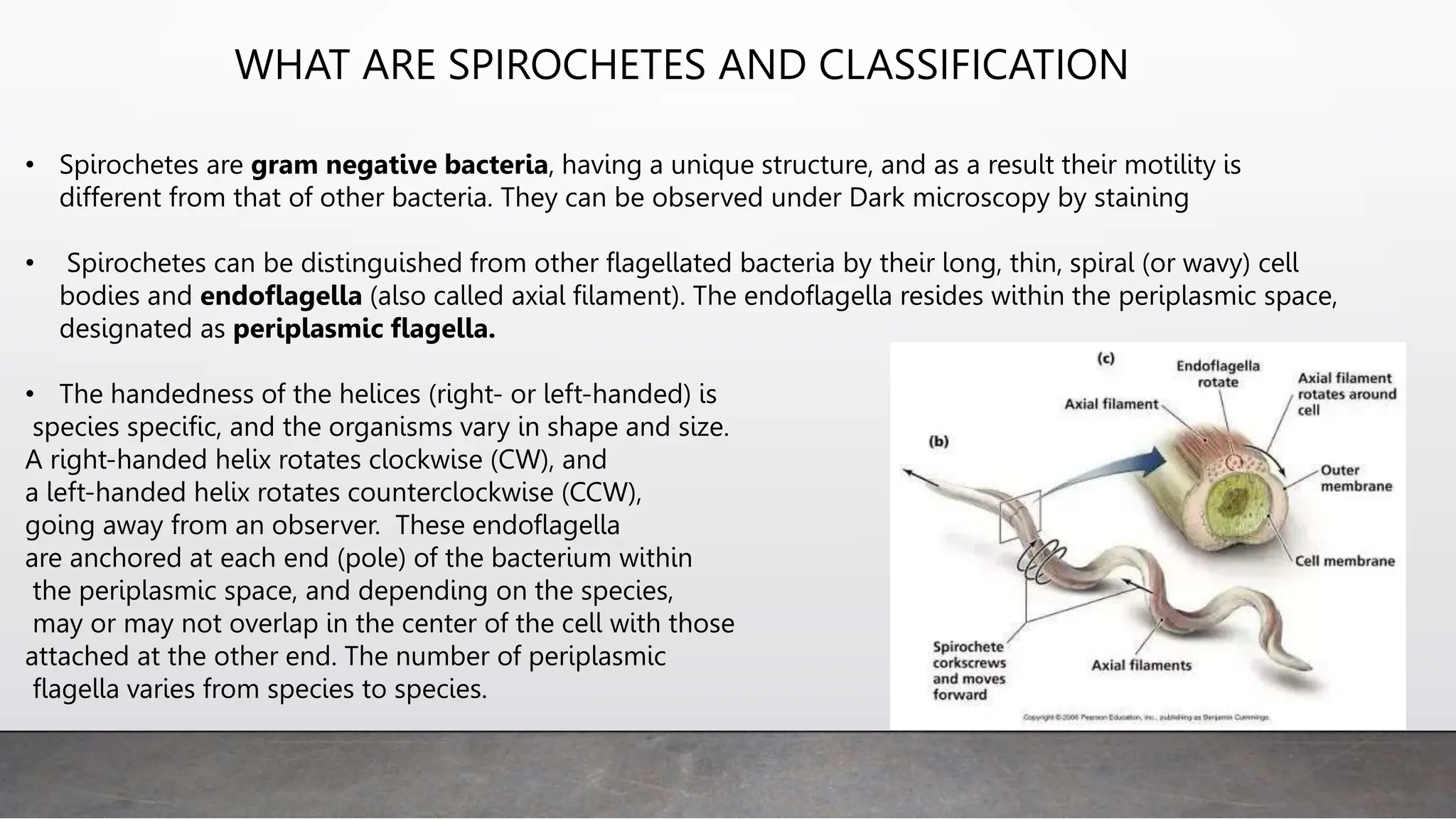 WHAT ARE SPIROCHETES AND CLASSIFICATION
• Spirochetes are gram negative bacteria, having a unique structure, and as a result their motility is
different from that of other bacteria. They can be observed under Dark microscopy by staining
• Spirochetes can be distinguished from other flagellated bacteria by their long, thin, spiral (or wavy) cell
bodies and endoflagella (also called axial filament). The endoflagella resides within the periplasmic space,
designated as periplasmic flagella.
• The handedness of the helices (right- or left-handed) is
species specific, and the organisms vary in shape and size.
A right-handed helix rotates clockwise (CW), and
a left-handed helix rotates counterclockwise (CCW),
going away from an observer. These endoflagella
are anchored at each end (pole) of the bacterium within
the periplasmic space, and depending on the species,
may or may not overlap in the center of the cell with those
attached at the other end. The number of periplasmic
flagella varies from species to species.
 