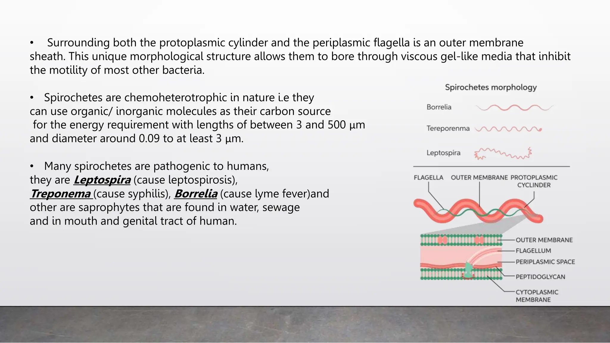 • Surrounding both the protoplasmic cylinder and the periplasmic flagella is an outer membrane
sheath. This unique morphological structure allows them to bore through viscous gel-like media that inhibit
the motility of most other bacteria.
• Spirochetes are chemoheterotrophic in nature i.e they
can use organic/ inorganic molecules as their carbon source
for the energy requirement with lengths of between 3 and 500 μm
and diameter around 0.09 to at least 3 μm.
• Many spirochetes are pathogenic to humans,
they are Leptospira (cause leptospirosis),
Treponema (cause syphilis), Borrelia (cause lyme fever)and
other are saprophytes that are found in water, sewage
and in mouth and genital tract of human.
 