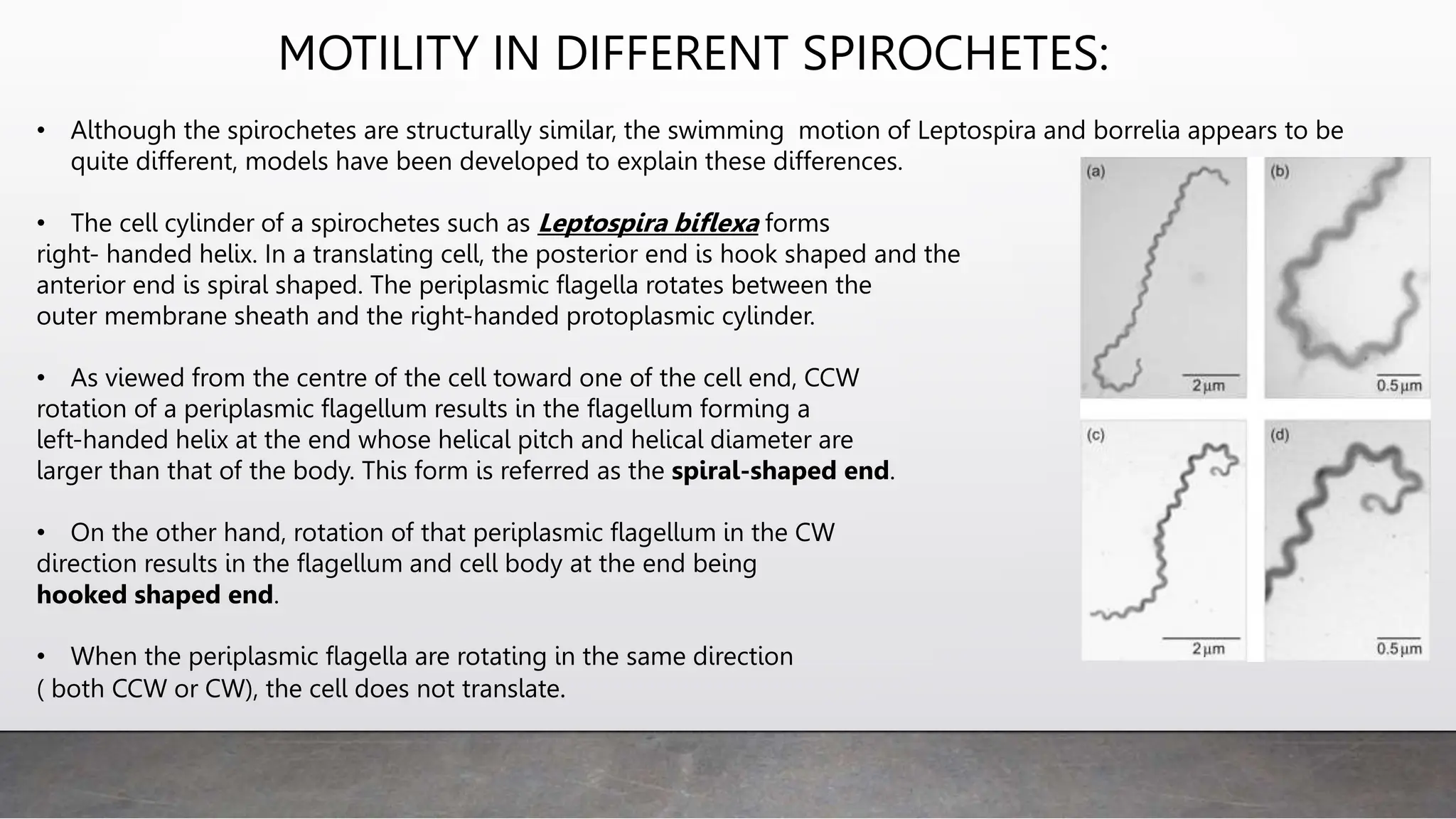 MOTILITY IN DIFFERENT SPIROCHETES:
• Although the spirochetes are structurally similar, the swimming motion of Leptospira and borrelia appears to be
quite different, models have been developed to explain these differences.
• The cell cylinder of a spirochetes such as Leptospira biflexa forms
right- handed helix. In a translating cell, the posterior end is hook shaped and the
anterior end is spiral shaped. The periplasmic flagella rotates between the
outer membrane sheath and the right-handed protoplasmic cylinder.
• As viewed from the centre of the cell toward one of the cell end, CCW
rotation of a periplasmic flagellum results in the flagellum forming a
left-handed helix at the end whose helical pitch and helical diameter are
larger than that of the body. This form is referred as the spiral-shaped end.
• On the other hand, rotation of that periplasmic flagellum in the CW
direction results in the flagellum and cell body at the end being
hooked shaped end.
• When the periplasmic flagella are rotating in the same direction
( both CCW or CW), the cell does not translate.
 