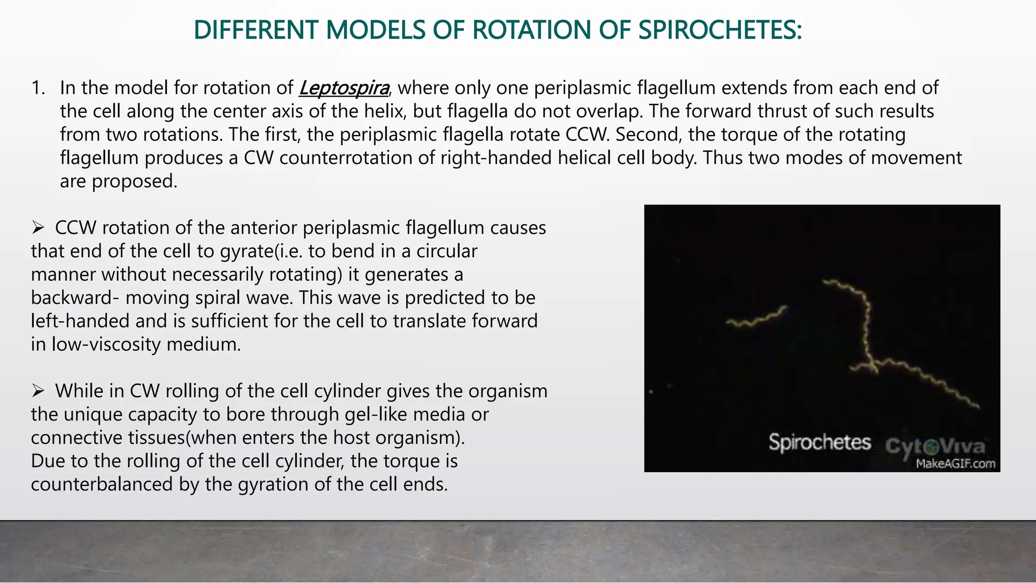 DIFFERENT MODELS OF ROTATION OF SPIROCHETES:
1. In the model for rotation of Leptospira, where only one periplasmic flagellum extends from each end of
the cell along the center axis of the helix, but flagella do not overlap. The forward thrust of such results
from two rotations. The first, the periplasmic flagella rotate CCW. Second, the torque of the rotating
flagellum produces a CW counterrotation of right-handed helical cell body. Thus two modes of movement
are proposed.
 CCW rotation of the anterior periplasmic flagellum causes
that end of the cell to gyrate(i.e. to bend in a circular
manner without necessarily rotating) it generates a
backward- moving spiral wave. This wave is predicted to be
left-handed and is sufficient for the cell to translate forward
in low-viscosity medium.
 While in CW rolling of the cell cylinder gives the organism
the unique capacity to bore through gel-like media or
connective tissues(when enters the host organism).
Due to the rolling of the cell cylinder, the torque is
counterbalanced by the gyration of the cell ends.
 