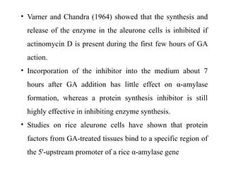 • Varner and Chandra (1964) showed that the synthesis and
release of the enzyme in the aleurone cells is inhibited if
actinomycin D is present during the first few hours of GA
action.
• Incorporation of the inhibitor into the medium about 7
hours after GA addition has little effect on α-amylase
formation, whereas a protein synthesis inhibitor is still
highly effective in inhibiting enzyme synthesis.
• Studies on rice aleurone cells have shown that protein
factors from GA-treated tissues bind to a specific region of
the 5'-upstream promoter of a rice α-amylase gene
 