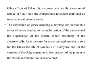 • Other effects of GA on the aleurone cells are the elevation of
uptake of Ca2+ into the endoplasmic reticulum (ER) and an
increase in calmodulin levels.
• The expression of genes encoding a-amylase sets in motion a
series of events leading to the mobilization of the enzyme and
the organization of the protein export machinery of the
aleurone cells. As is the case for many secreted proteins, a role
for the ER as the site of synthesis of α-amylase and for the
vesicles of the Golgi apparatus in the transport of the protein to
the plasma membrane has been accepted.
 
