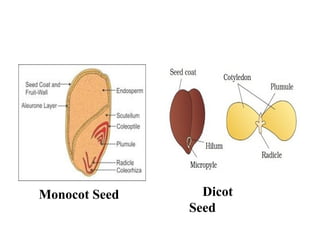 Monocot Seed Dicot
Seed
 