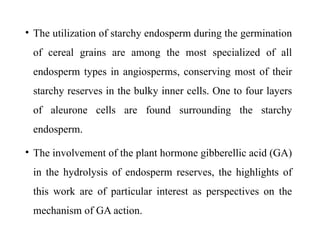 • The utilization of starchy endosperm during the germination
of cereal grains are among the most specialized of all
endosperm types in angiosperms, conserving most of their
starchy reserves in the bulky inner cells. One to four layers
of aleurone cells are found surrounding the starchy
endosperm.
• The involvement of the plant hormone gibberellic acid (GA)
in the hydrolysis of endosperm reserves, the highlights of
this work are of particular interest as perspectives on the
mechanism of GA action.
 