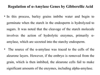 Regulation of α-Amylase Genes by Gibberellic Acid
• In this process, barley grains imbibe water and begin to
germinate when the starch in the endosperm is hydrolyzed to
sugars. It was noted that the cleavage of the starch molecule
involves the action of hydrolytic enzymes, primarily α-
amylase, which are secreted into the starchy endosperm.
• The source of the α-amylase was traced to the cells of the
aleurone layers. However, if the embryo is removed from the
grain, which is then imbibed, the aleurone cells fail to make
significant amounts of the enzymes, including alpha-amylase.
 