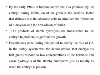 • By the early 1960s, it became known that GA produced by the
embryo during imbibition of the grain is the decisive factor
that diffuses into the aleurone cells to stimulate the formation
of α-amylase and the breakdown of starch.
• The products of starch hydrolysis are translocated to the
embryo to promote its germinative growth.
• Experiments done during this period to clarify the role of GA
in the barley system was the demonstration that embryoless
half grains respond to low concentrations of the hormone and
cause hydrolysis of the starchy endosperm just as rapidly as
when the embryo is present.
 