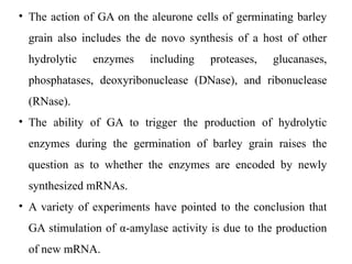 • The action of GA on the aleurone cells of germinating barley
grain also includes the de novo synthesis of a host of other
hydrolytic enzymes including proteases, glucanases,
phosphatases, deoxyribonuclease (DNase), and ribonuclease
(RNase).
• The ability of GA to trigger the production of hydrolytic
enzymes during the germination of barley grain raises the
question as to whether the enzymes are encoded by newly
synthesized mRNAs.
• A variety of experiments have pointed to the conclusion that
GA stimulation of α-amylase activity is due to the production
of new mRNA.
 