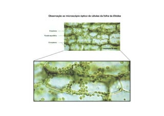 Observação ao microscópio óptico de células da folha da Elódea
Ampliação de 500x
 