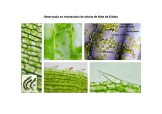 Observação ao microscópio de células da folha da Elódea
 