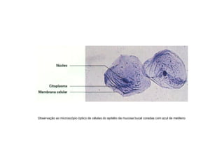 Observação ao microscópio óptico de células do epitélio da mucosa bucal coradas com azul de metileno
 