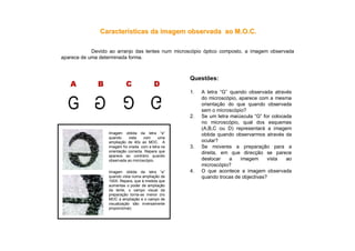 CaracterCaracteríísticas da imagem observada ao M.O.C.sticas da imagem observada ao M.O.C.
Devido ao arranjo das lentes num microscópio óptico composto, a imagem observada
aparece de uma determinada forma.
Questões:
1. A letra “G” quando observada através
do microscópio, aparece com a mesma
orientação do que quando observada
sem o microscópio?
2. Se um letra maiúscula “G” for colocada
no microscópio, qual dos esquemas
(A,B,C ou D) representará a imagem
obtida quando observarmos através da
ocular?
3. Se moveres a preparação para a
direita, em que direcção se parece
deslocar a imagem vista ao
microscópio?
4. O que acontece a imagem observada
quando trocas de objectivas?
Imagem obtida da letra “e”
quando vista com uma
ampliação de 40x ao MOC. A
imagem foi criada com a letra na
orientação correcta. Repara que
aparece ao contrário quando
observada ao microscópio.
Imagem obtida da letra “e”
quando vista numa ampliação de
100X. Repara, que à medida que
aumentas o poder de ampliação
da lente, o campo visual da
preparação torna-se menor (no
MOC a ampliação e o campo de
visualização são inversamente
proporcionai).
 
