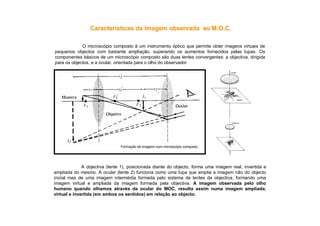 CaracterCaracteríísticas da imagem observada ao M.O.C.sticas da imagem observada ao M.O.C.
O microscópio composto é um instrumento óptico que permite obter imagens virtuais de
pequenos objectos com bastante ampliação, superando os aumentos fornecidos pelas lupas. Os
componentes básicos de um microscópio composto são duas lentes convergentes: a objectiva, dirigida
para os objectos, e a ocular, orientada para o olho do observador
A objectiva (lente 1), posicionada diante do objecto, forma uma imagem real, invertida e
ampliada do mesmo. A ocular (lente 2) funciona como uma lupa que amplia a imagem não do objecto
inicial mas de uma imagem intermédia formada pelo sistema de lentes da objectiva, formando uma
imagem virtual e ampliada da imagem formada pela objectiva. A imagem observada pelo olho
humano quando olhamos através da ocular do MOC, resulta assim numa imagem ampliada,
virtual e invertida (em ambos os sentidos) em relação ao objecto.
Formação de imagens num microscópio composto.
 