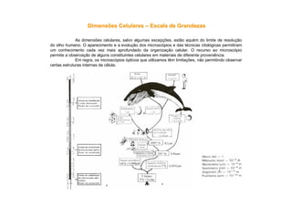 Dimensões CelularesDimensões Celulares –– Escala de GrandezasEscala de Grandezas
As dimensões celulares, salvo algumas excepções, estão aquém do limite de resolução
do olho humano. O aparecimento e a evolução dos microscópios e das técnicas citológicas permitiram
um conhecimento cada vez mais aprofundado da organização celular. O recurso ao microscópio
permite a observação de alguns constituintes celulares em materiais de diferente proveniência.
Em regra, os microscópios ópticos que utilizamos têm limitações, não permitindo observar
certas estruturas internas da célula.
 