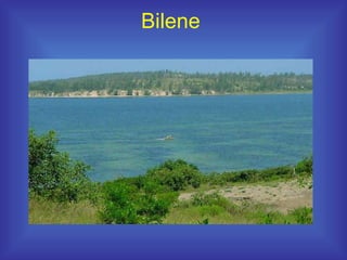 Bilene 