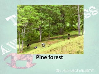 Pine forest
 