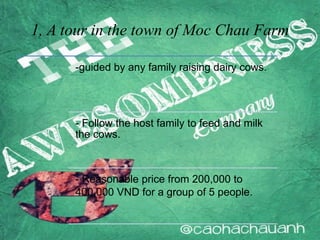 1, A tour in the town of Moc Chau Farm
-guided by any family raising dairy cows.
- Follow the host family to feed and milk
the cows.
- Reasonable price from 200,000 to
400,000 VND for a group of 5 people.
 
