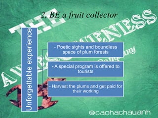 2, BE a fruit collector
Unforgettableexperience
- Poetic sights and boundless
space of plum forests
- A special program is offered to
tourists
- Harvest the plums and get paid for
their working
 