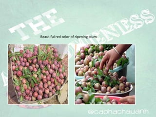 Beautiful red color of ripening plum
 